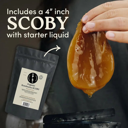 Holos Organic Kombucha Home Brew Starter Kit Gift with SCOBY