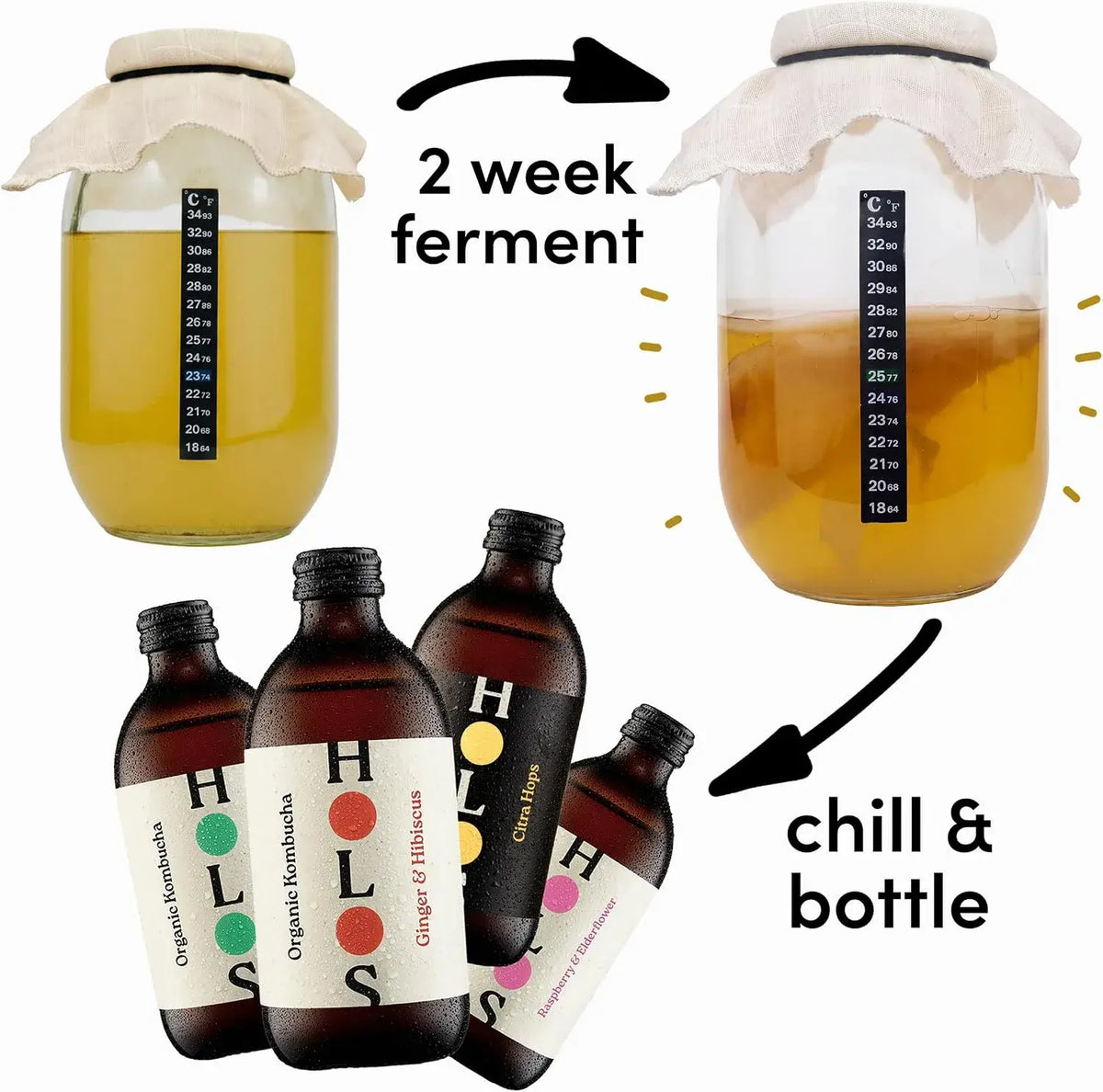 Holos Organic Kombucha Home Brew Starter Kit Gift with SCOBY